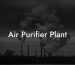 Air Purifier Plant