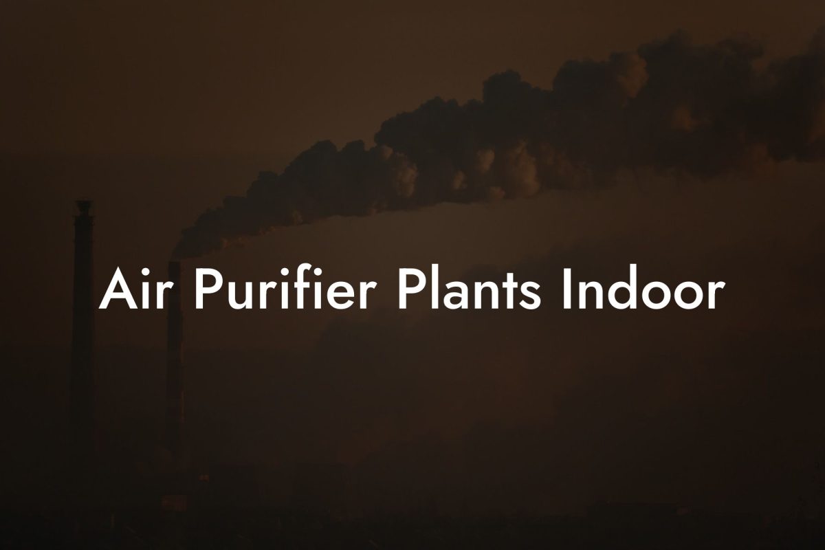 Air Purifier Plants Indoor