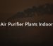 Air Purifier Plants Indoor