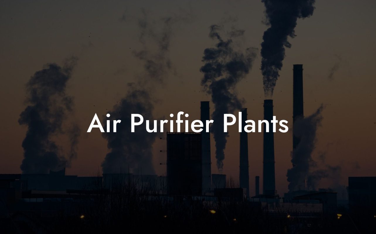 Air Purifier Plants