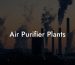 Air Purifier Plants