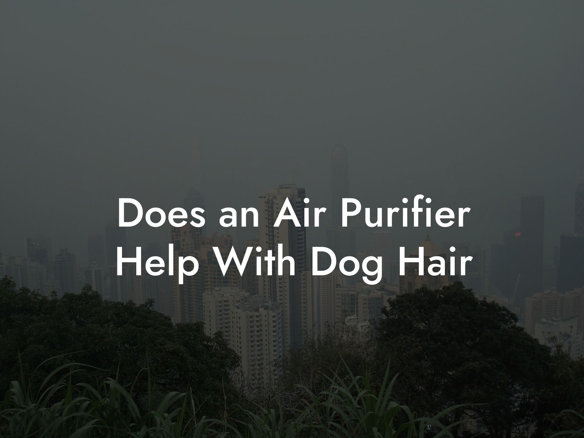 Does an Air Purifier Help With Dog Hair