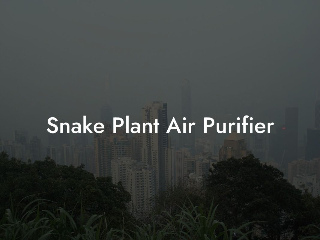 Snake Plant Air Purifier