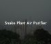 Snake Plant Air Purifier