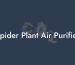 Spider Plant Air Purifier