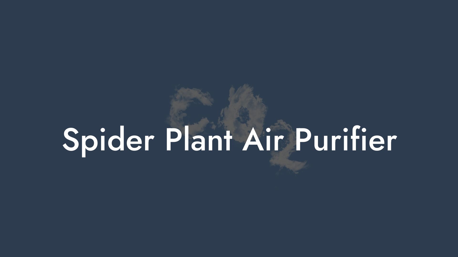 Spider Plant Air Purifier